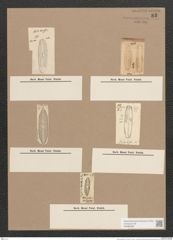 Navicula lata Breb. (de-Toni-Nr.: Genus 1, Species 32) Zeichnungen Sammlung Grunow Nr. 83 (NHMW-BOT-W0366286)
